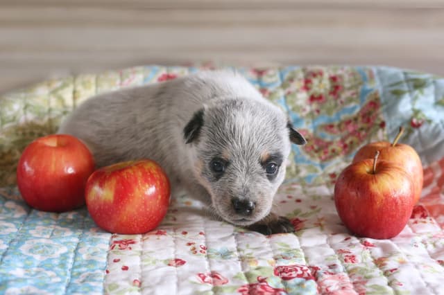 Australian Cattle Dog Puppies media 8