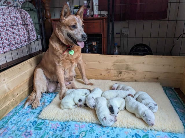 Australian Cattle Dog Puppies media 10