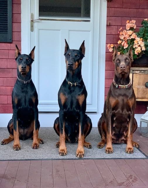 Doberman Pinscher Puppies breeder image 1