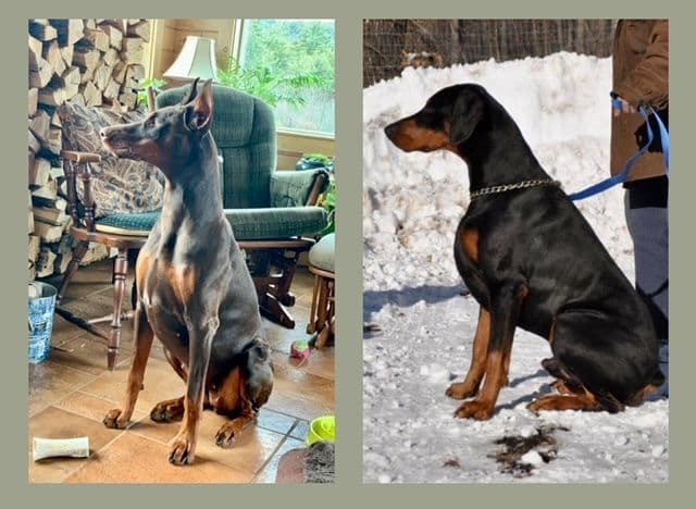 Doberman Pinscher Puppies breeder image 2