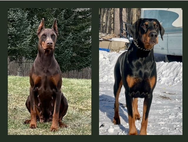 Doberman Pinscher Puppies breeder image 3