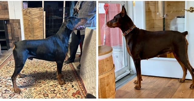 Doberman Pinscher Puppies breeder image 4