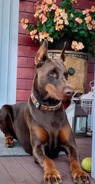 Doberman Pinscher Puppies breeder image 5