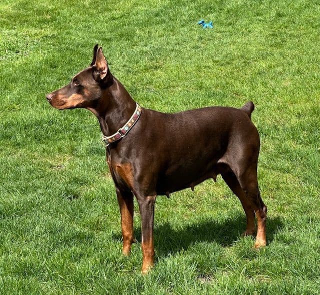 Doberman Pinscher Puppies breeder image 7