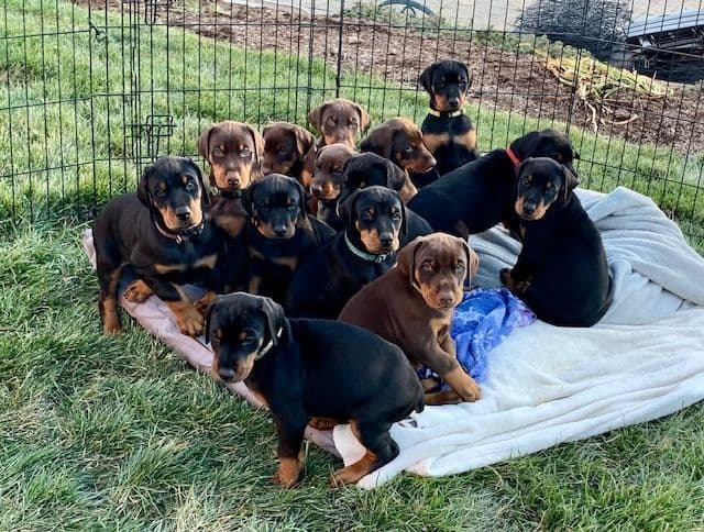 Doberman Pinscher Puppies breeder image 8