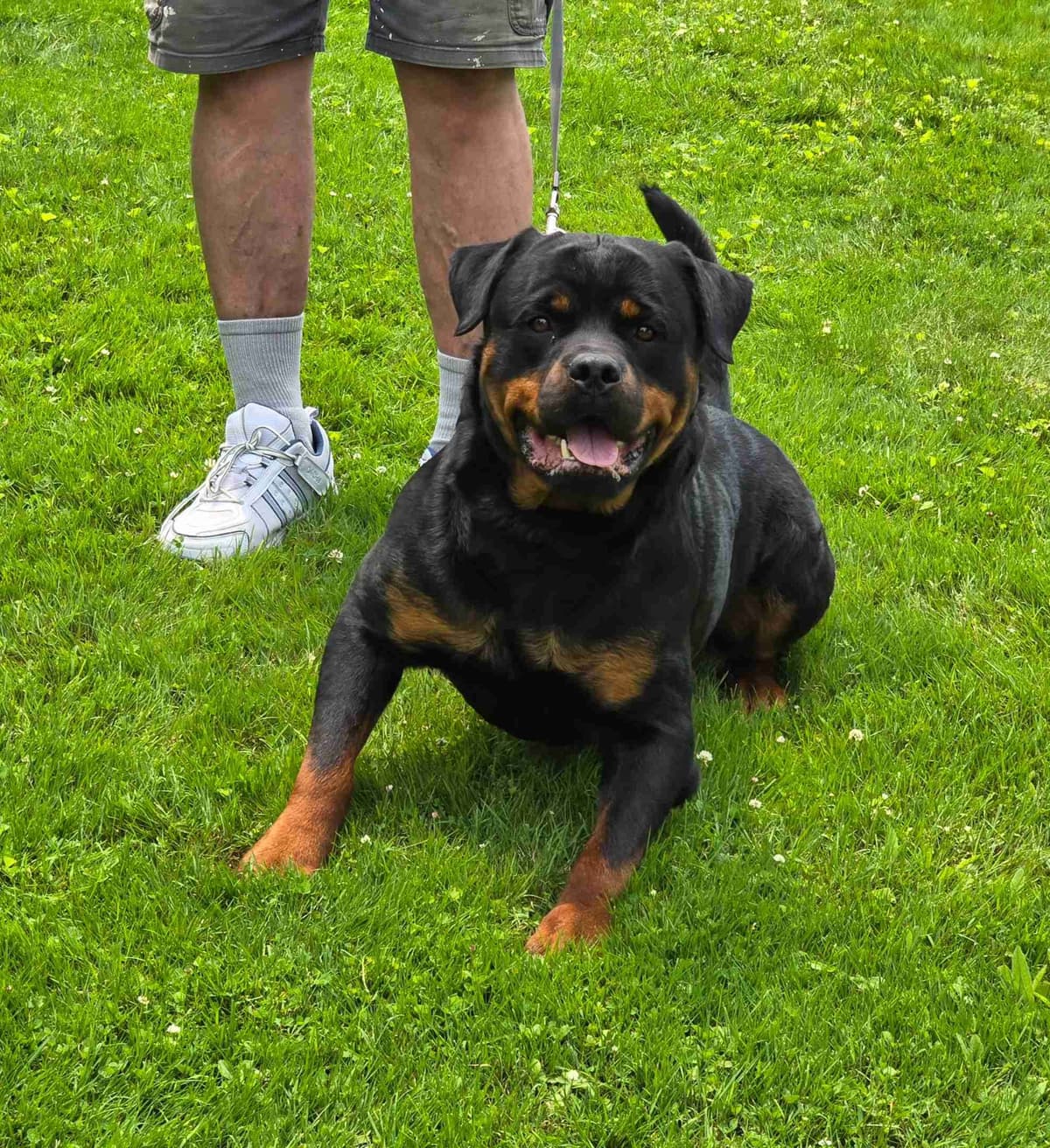 Rottweiler Puppies breeder image 11