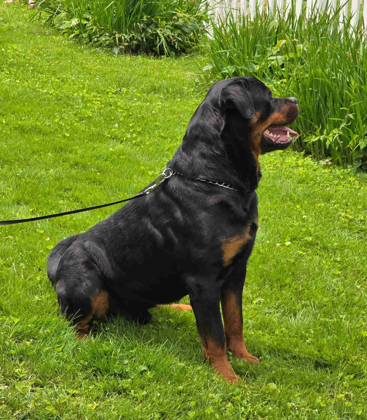 Rottweiler Puppies breeder image 8