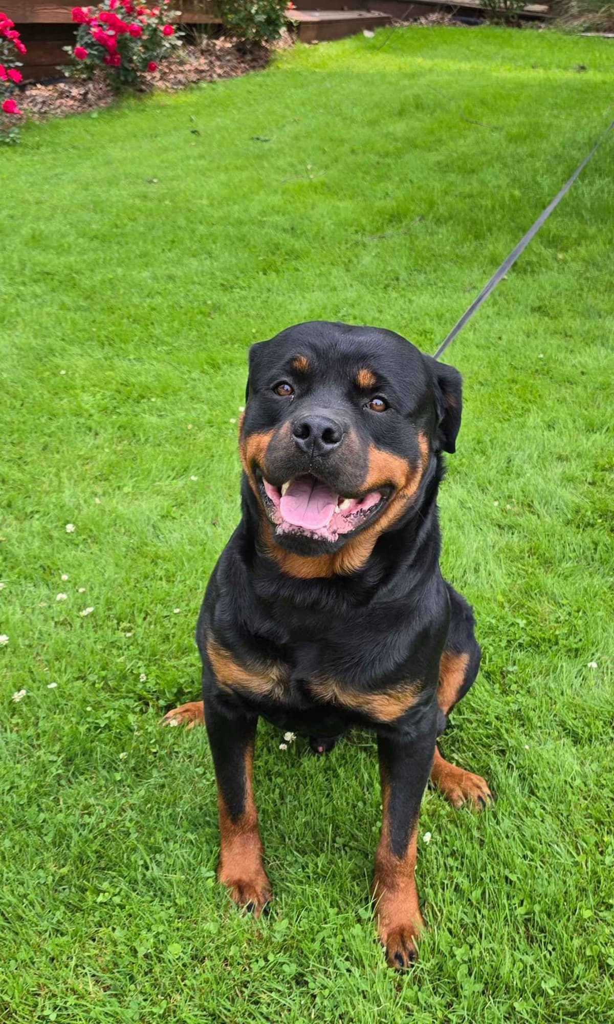 Rottweiler Puppies breeder image 9