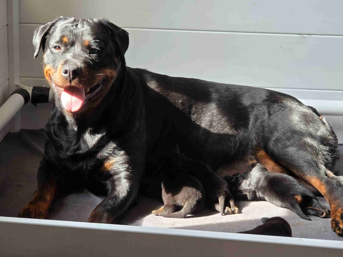 Rottweiler Puppies breeder image 12