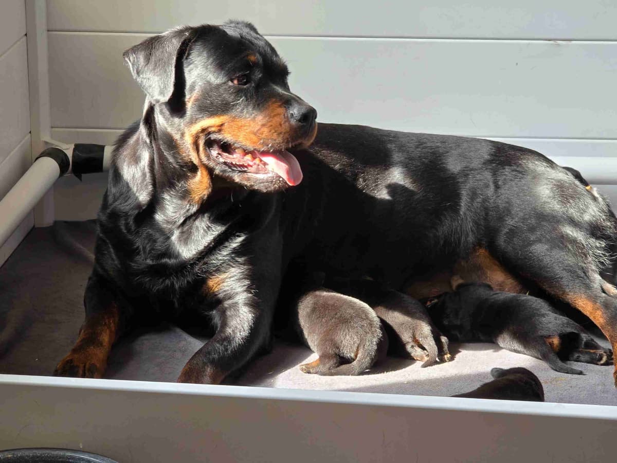 Rottweiler Puppies breeder image 10