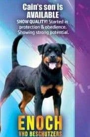 Rottweiler Puppies breeder image 14