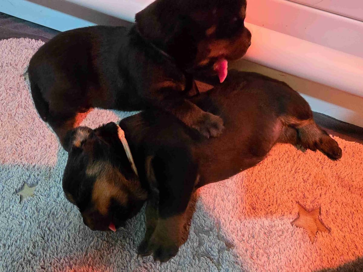 Rottweiler Puppies breeder image 6
