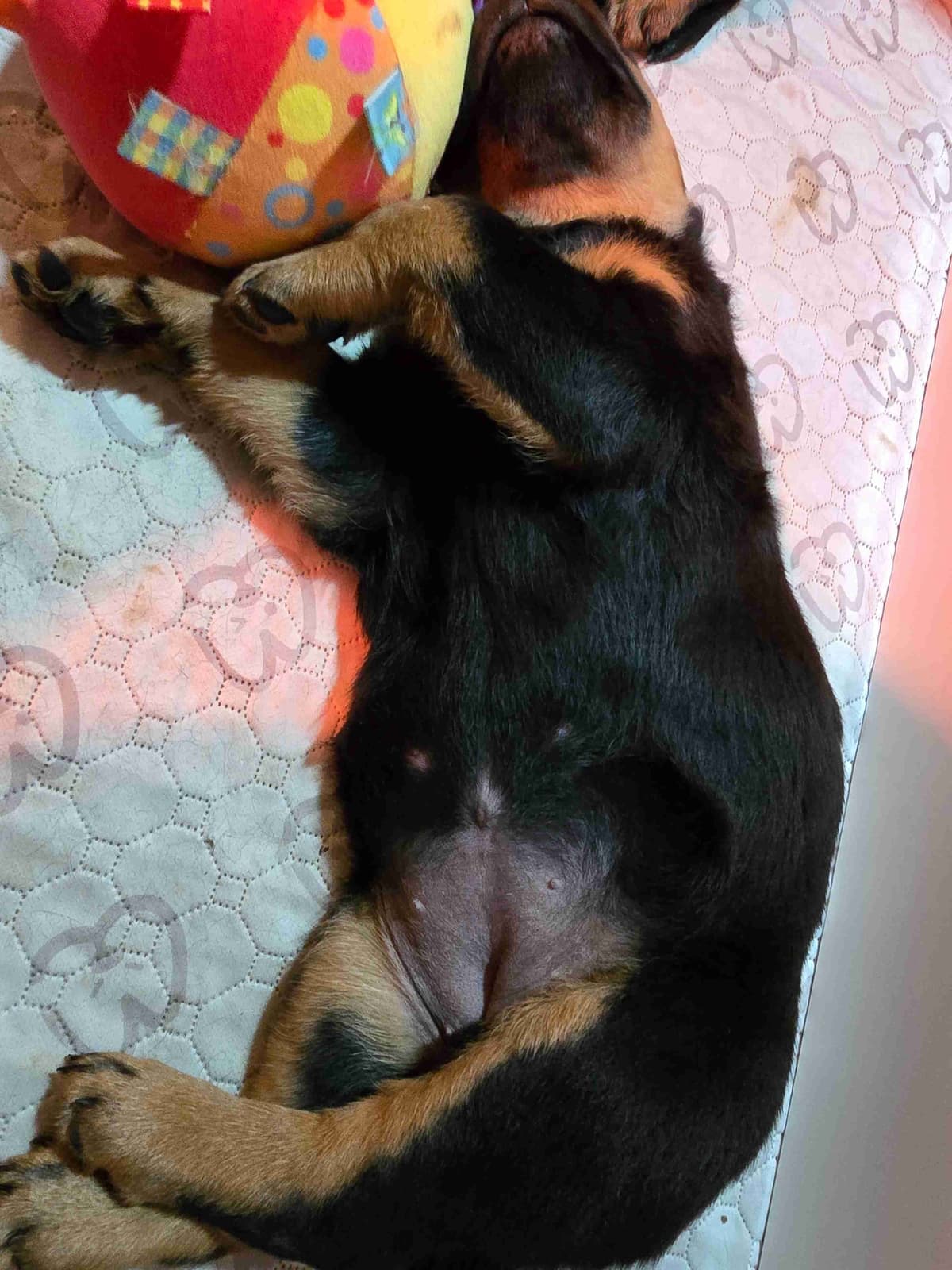 Rottweiler Puppies breeder image 15