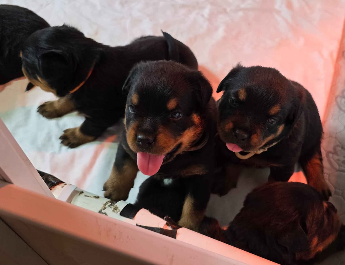 Rottweiler Puppies breeder image 5