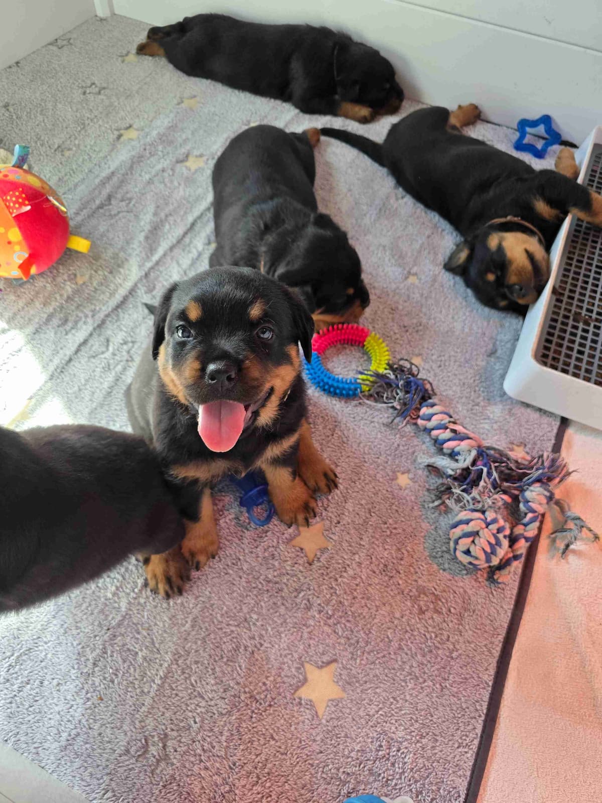 Rottweiler Puppies breeder image 1