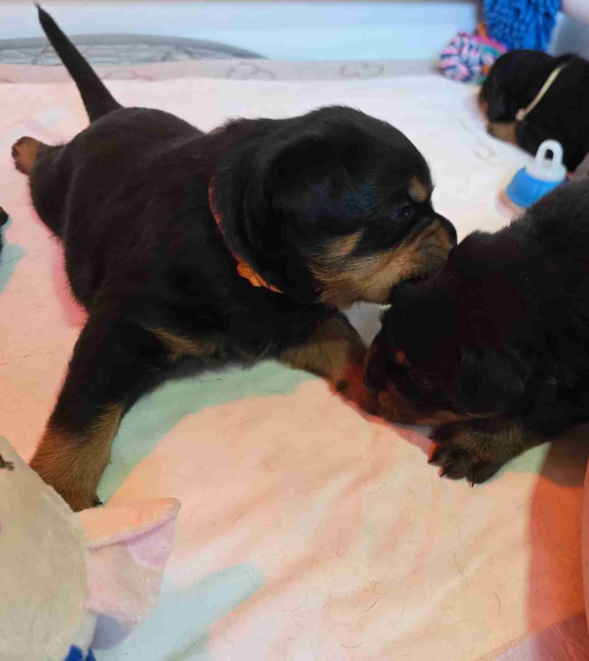 Rottweiler Puppies breeder image 3