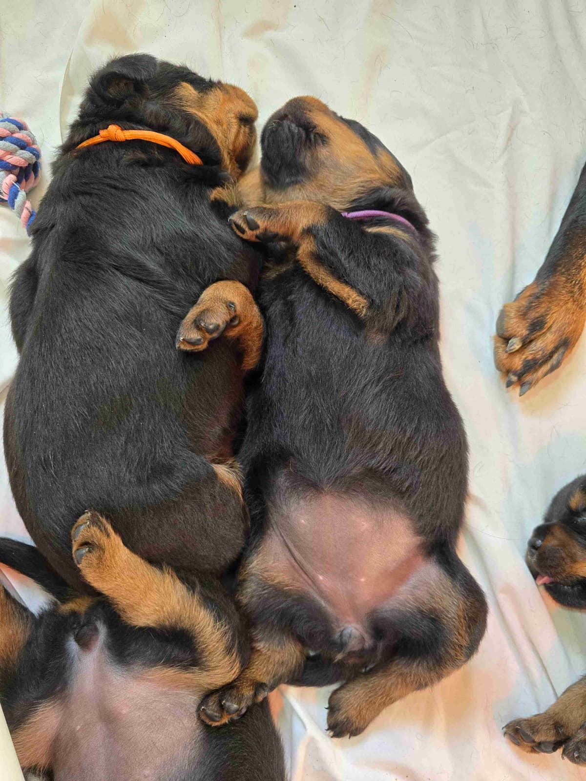 Rottweiler Puppies breeder image 19