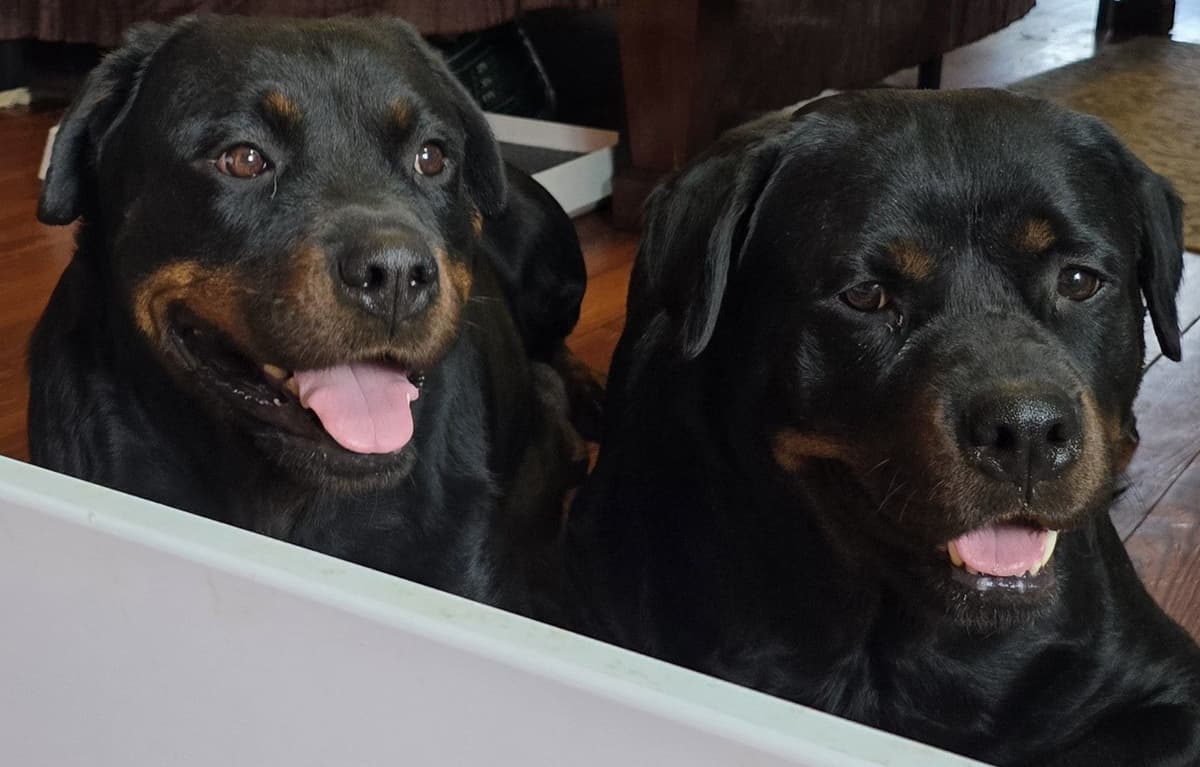 Rottweiler Puppies breeder image 20