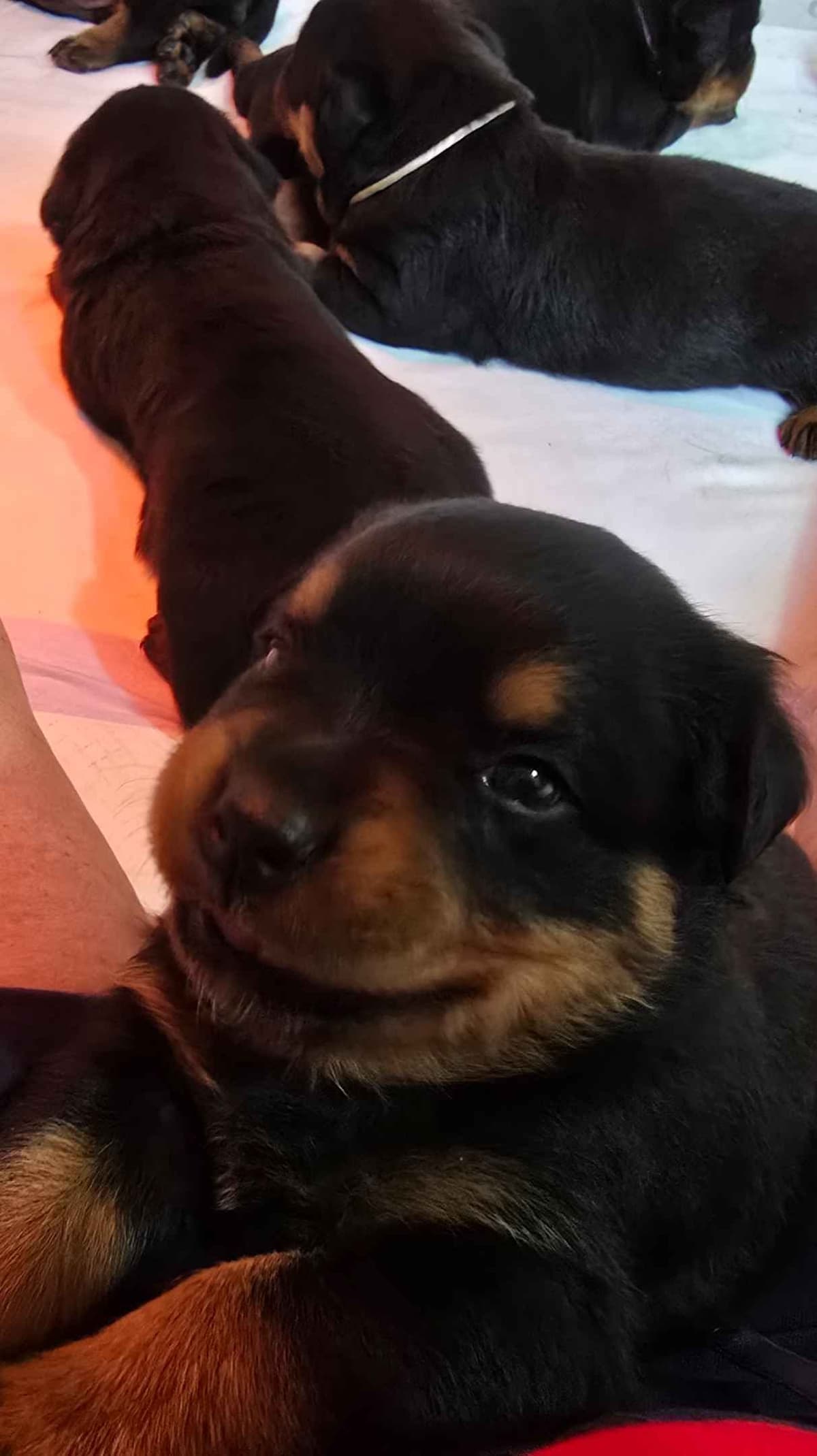 Rottweiler Puppies breeder image 21