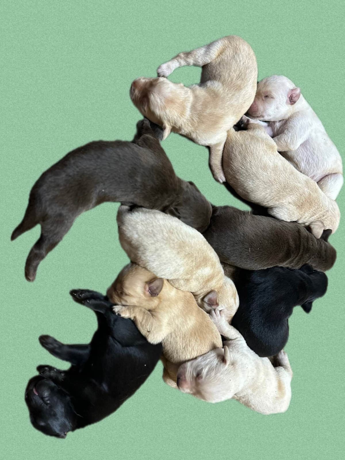 English Labrador Retriever Puppies breeder image 1