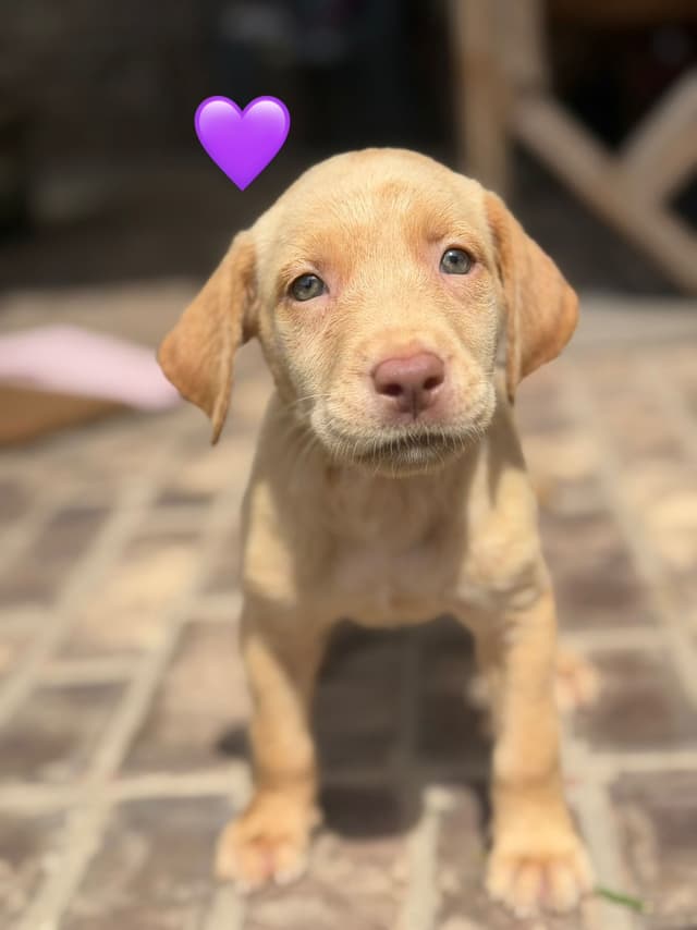 English Labrador Retriever Puppies media 3