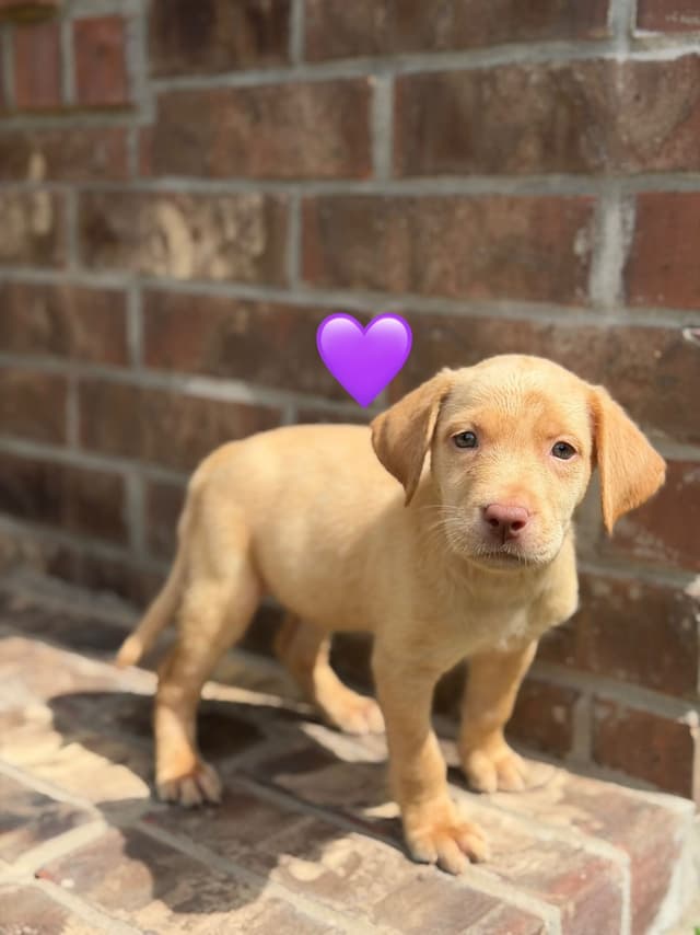 English Labrador Retriever Puppies media 4