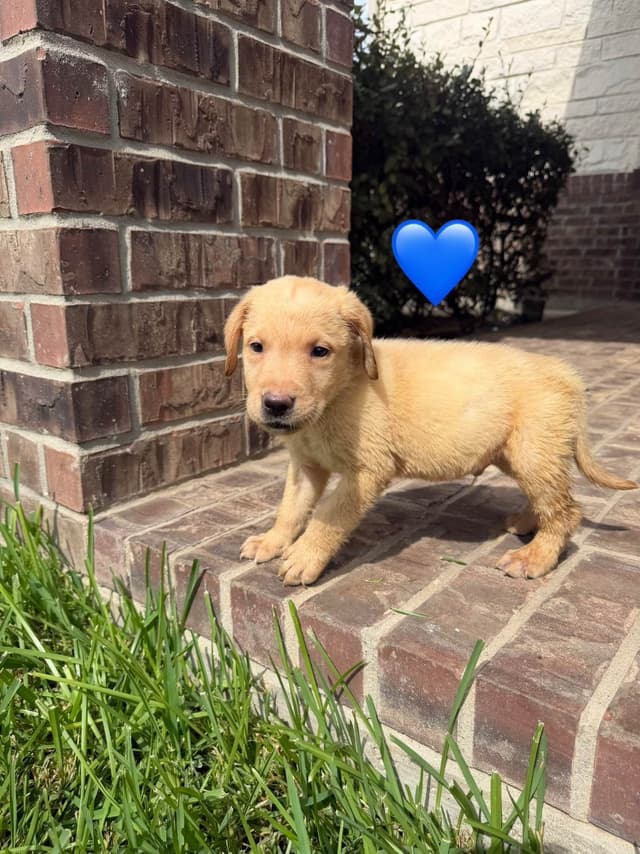 English Labrador Retriever Puppies media 2