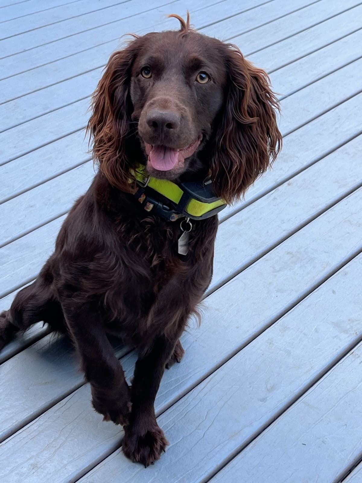 Boykin Spaniel Puppies breeder image 8