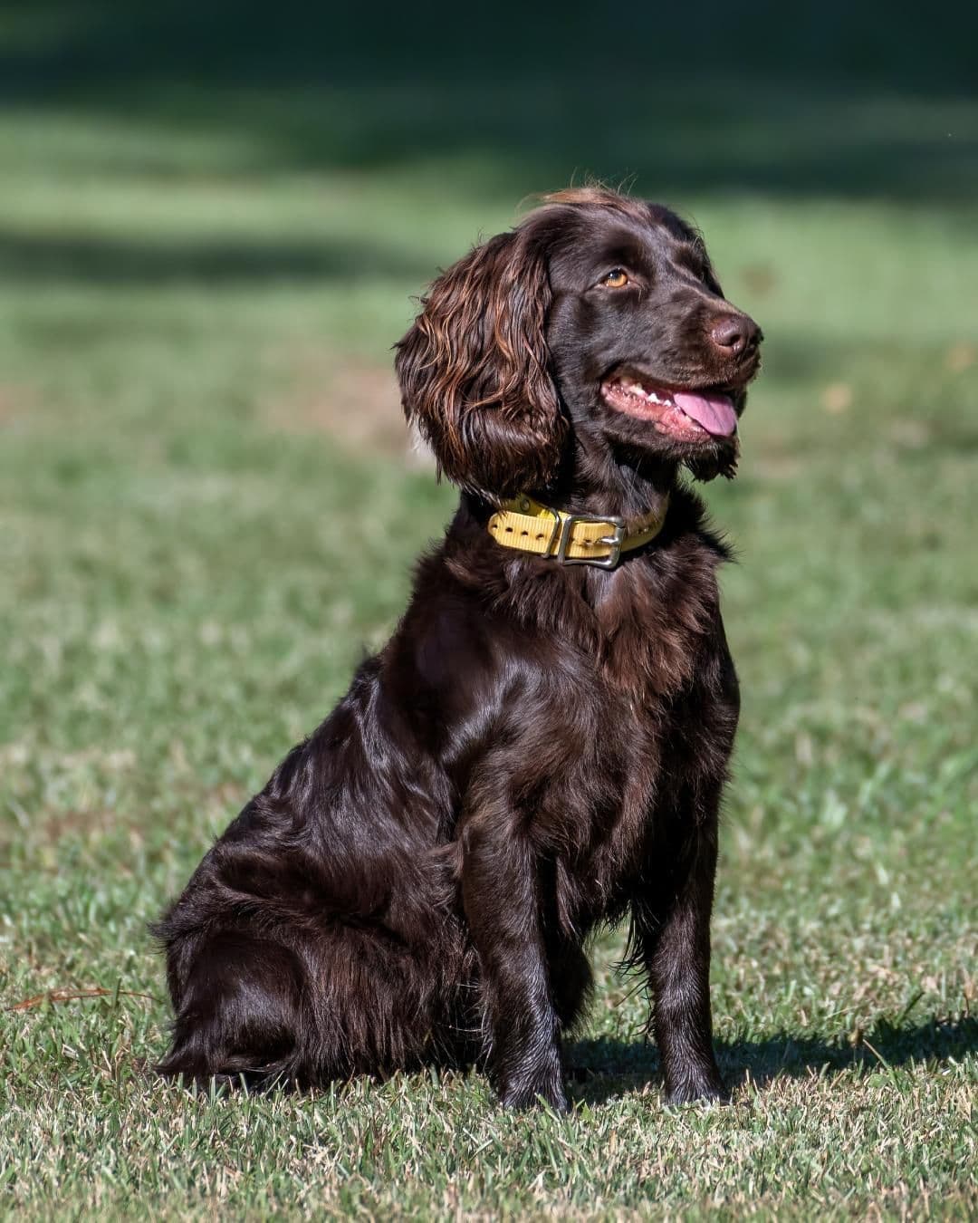 Boykin Spaniel Puppies breeder image 3