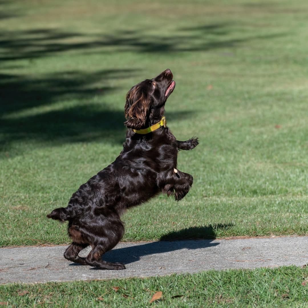 Boykin Spaniel Puppies breeder image 12