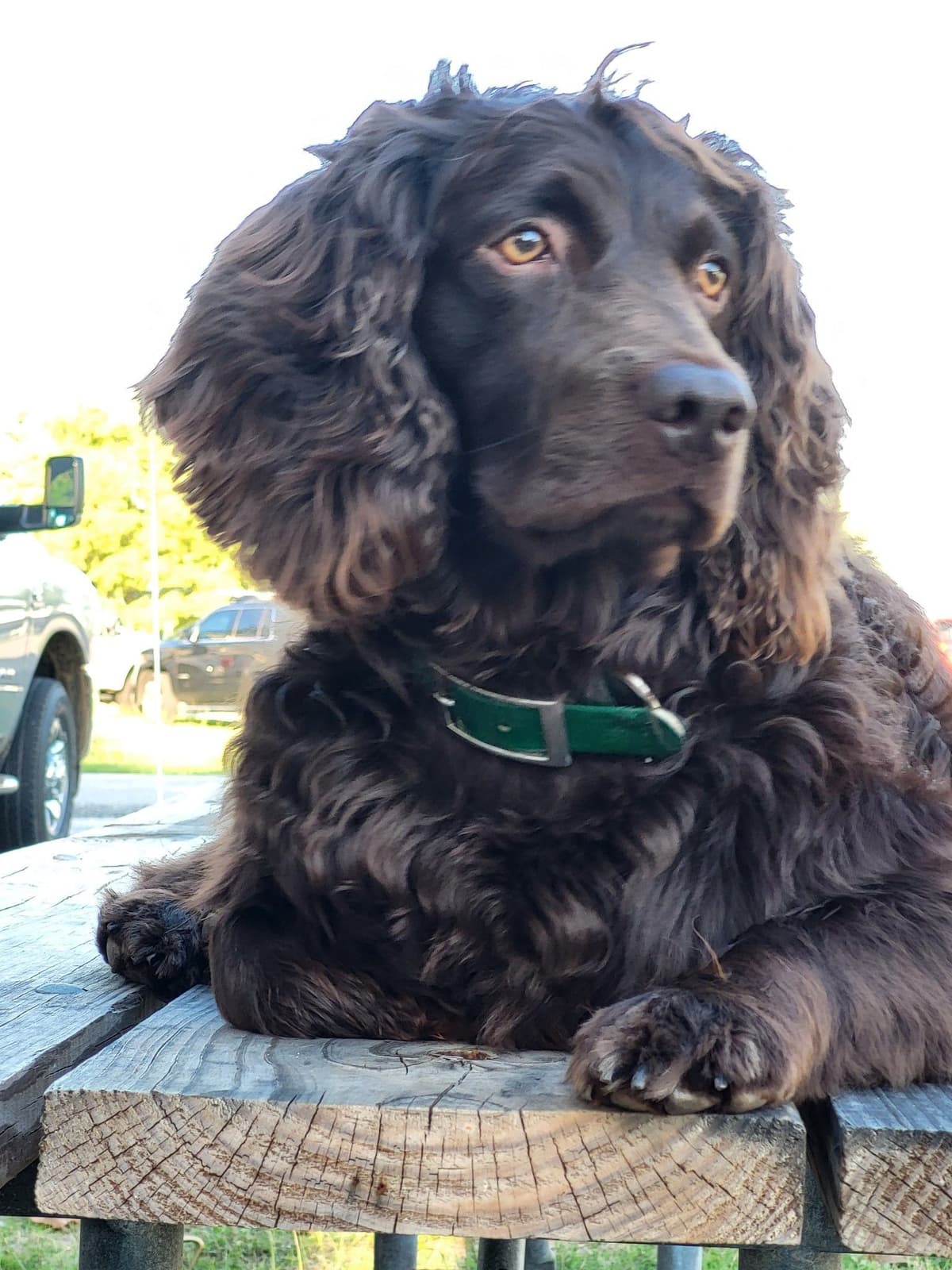 Boykin Spaniel Puppies breeder image 10