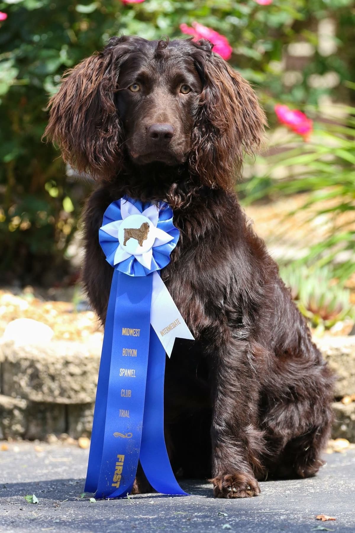 Boykin Spaniel Puppies breeder image 1