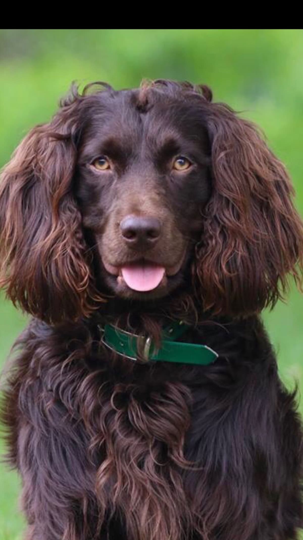 Boykin Spaniel Puppies breeder image 11