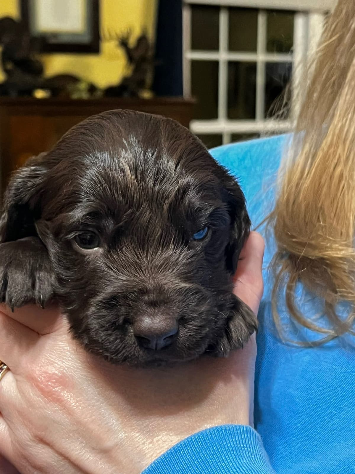 Boykin Spaniel Puppies breeder image 16