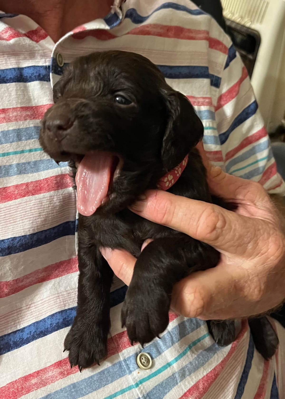 Boykin Spaniel Puppies breeder image 15