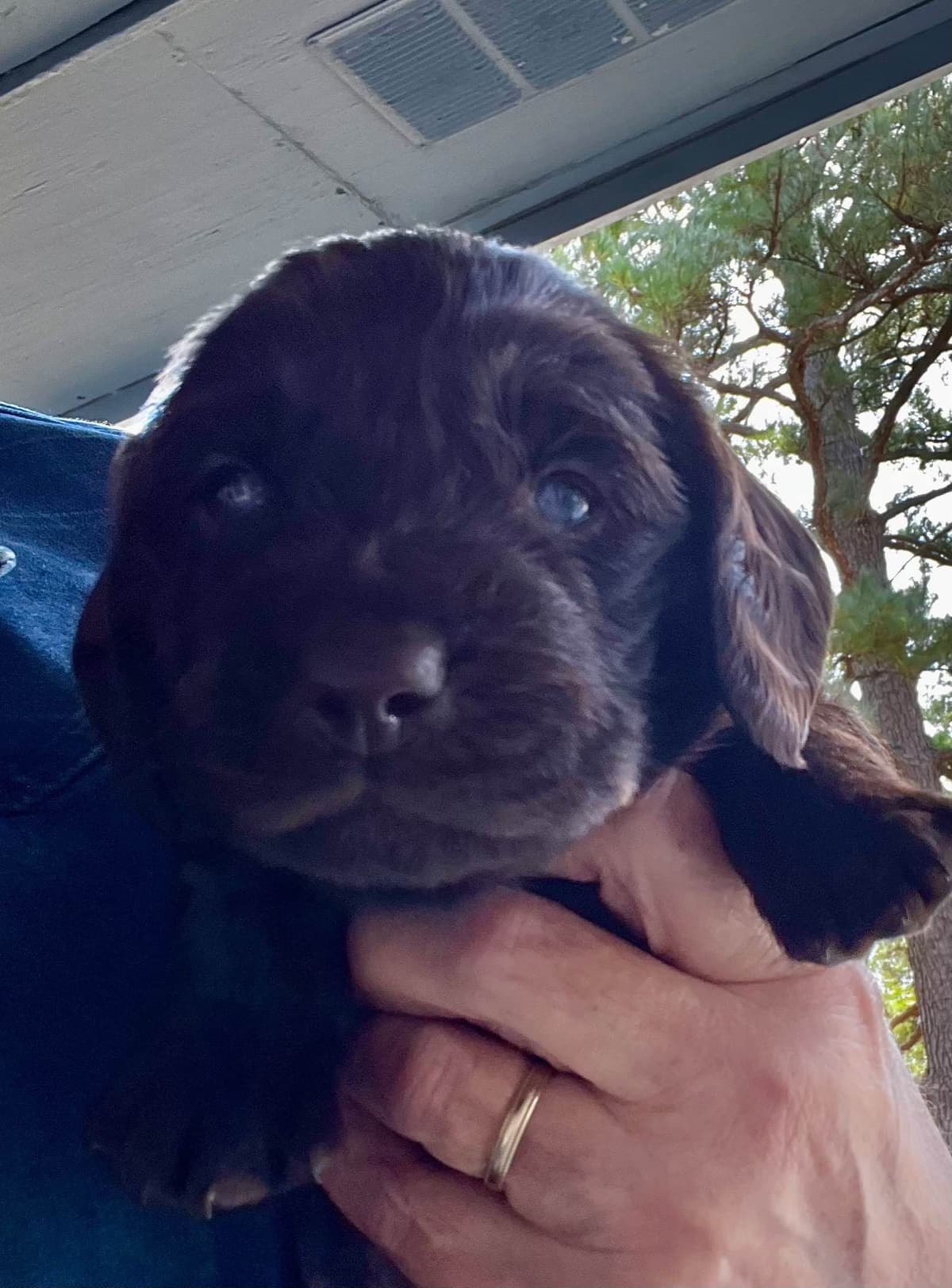 Boykin Spaniel Puppies breeder image 13