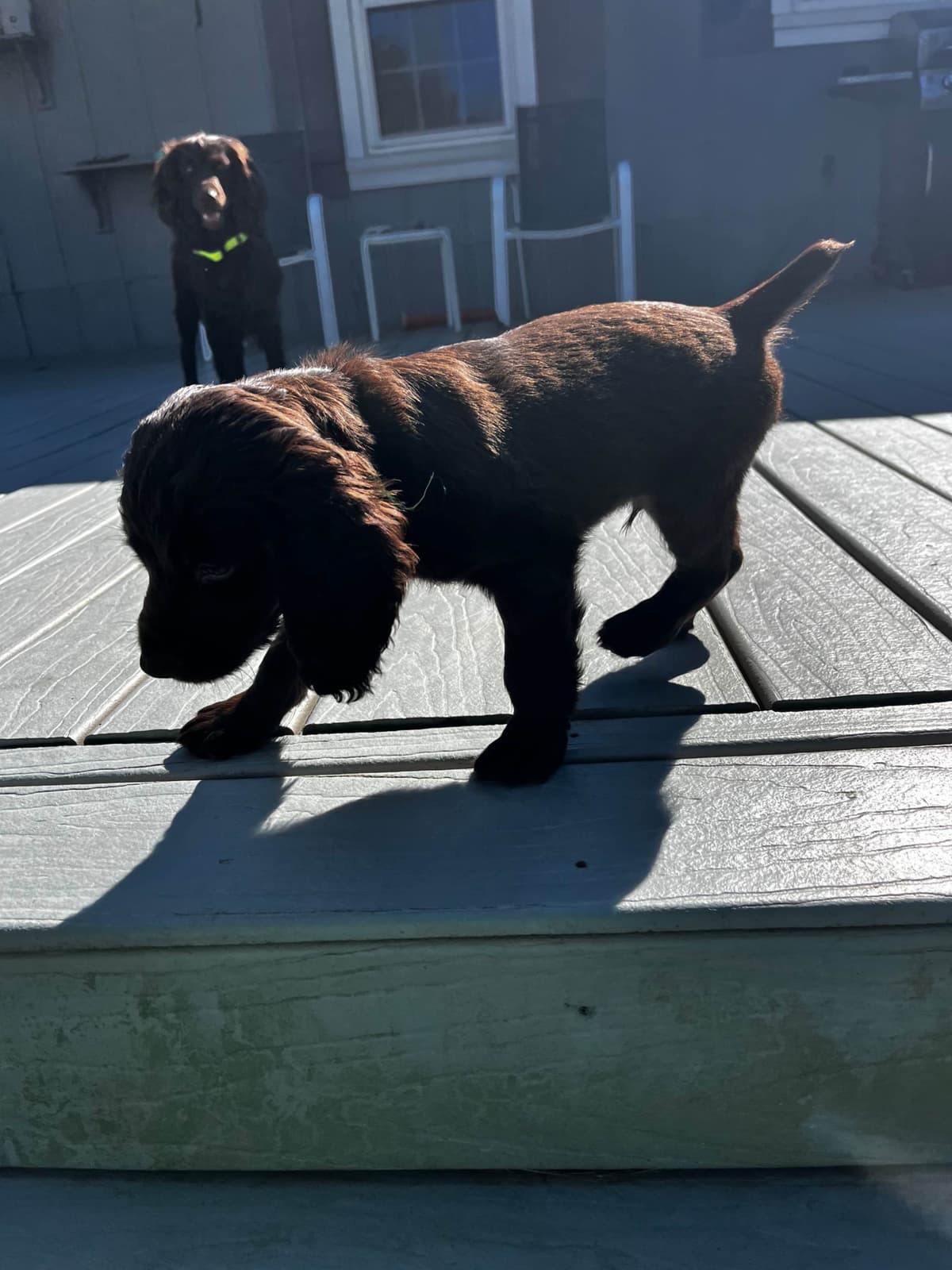 Boykin Spaniel Puppies breeder image 6