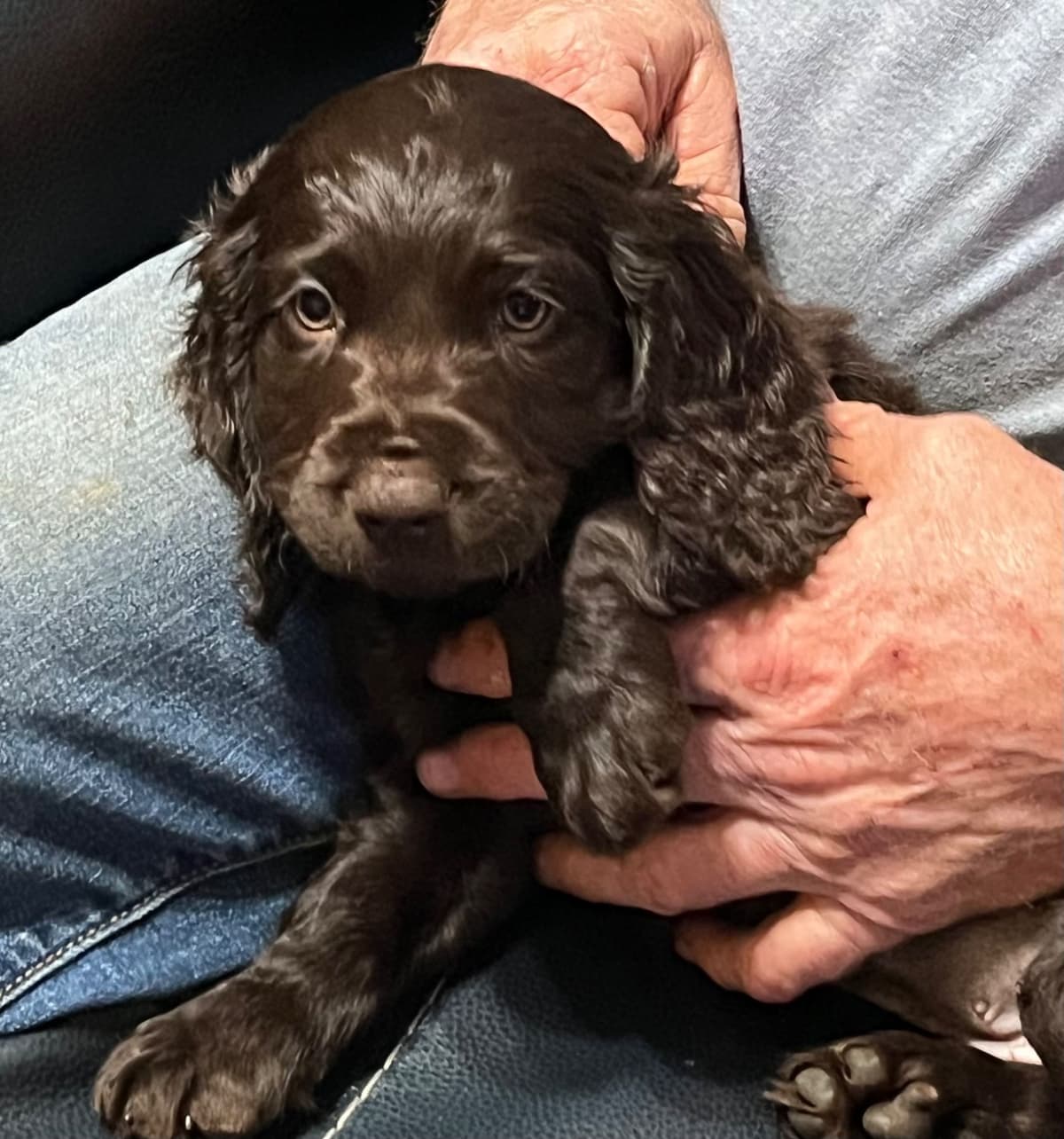 Boykin Spaniel Puppies breeder image 5