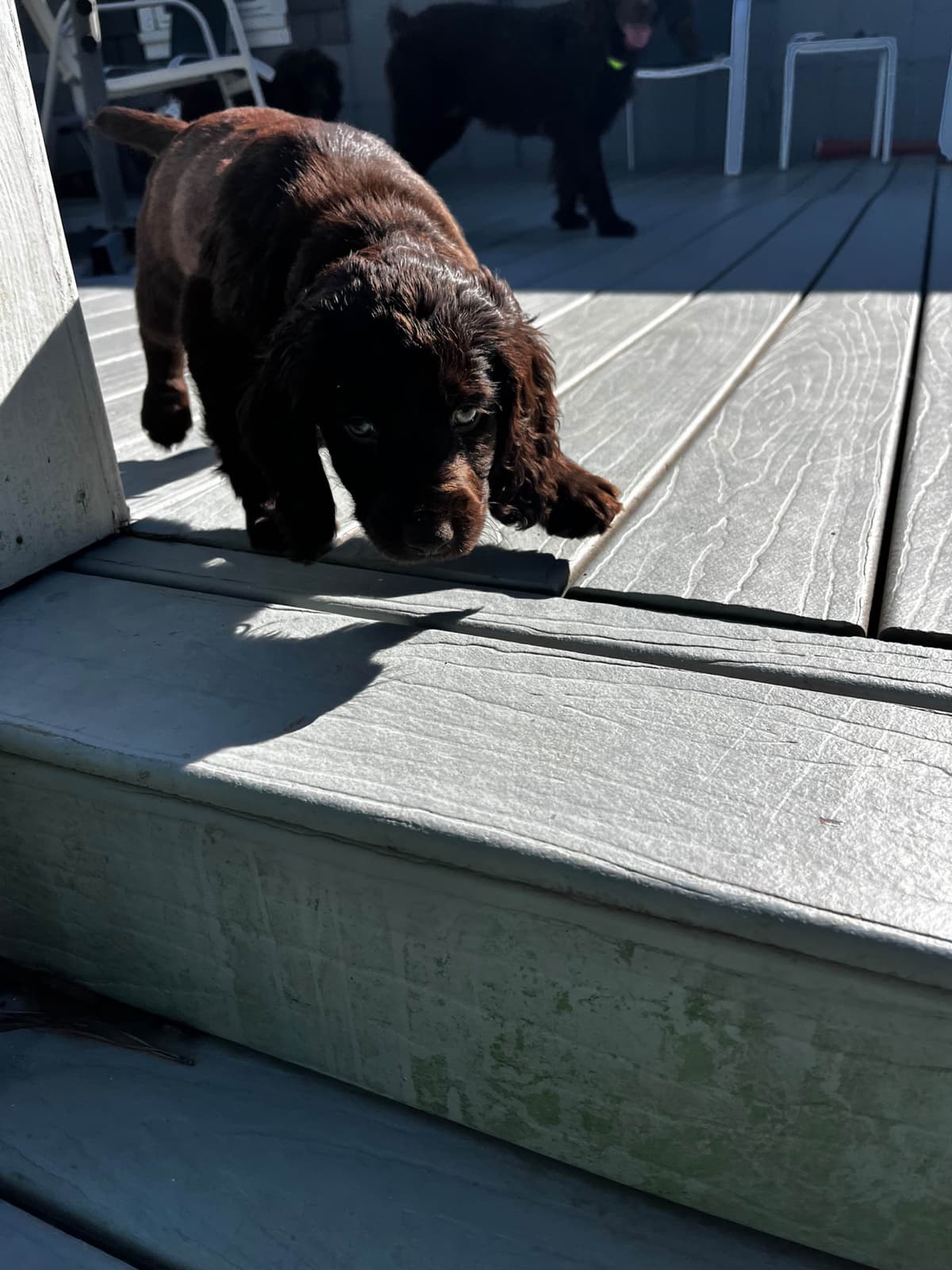 Boykin Spaniel Puppies breeder image 7