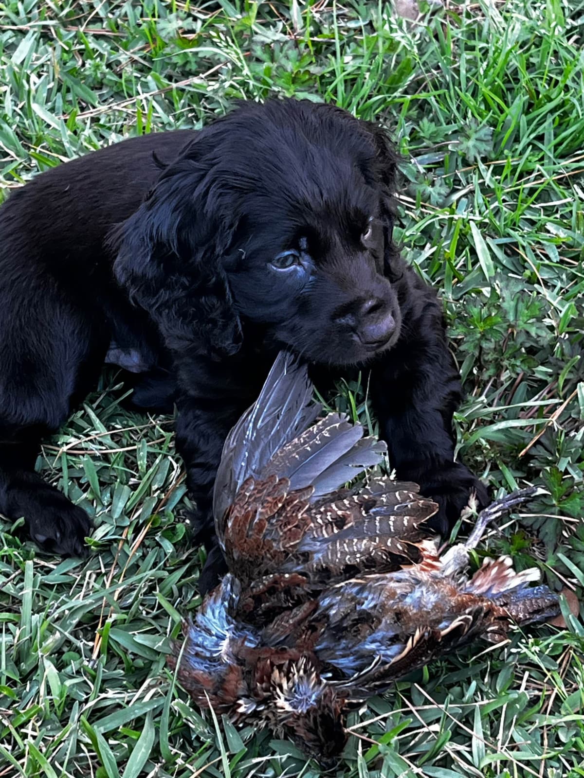 Boykin Spaniel Puppies breeder image 4