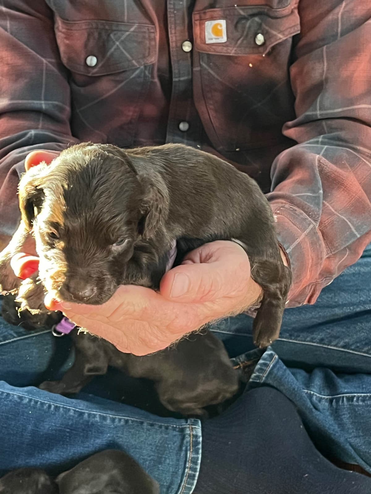 Boykin Spaniel Puppies breeder image 17