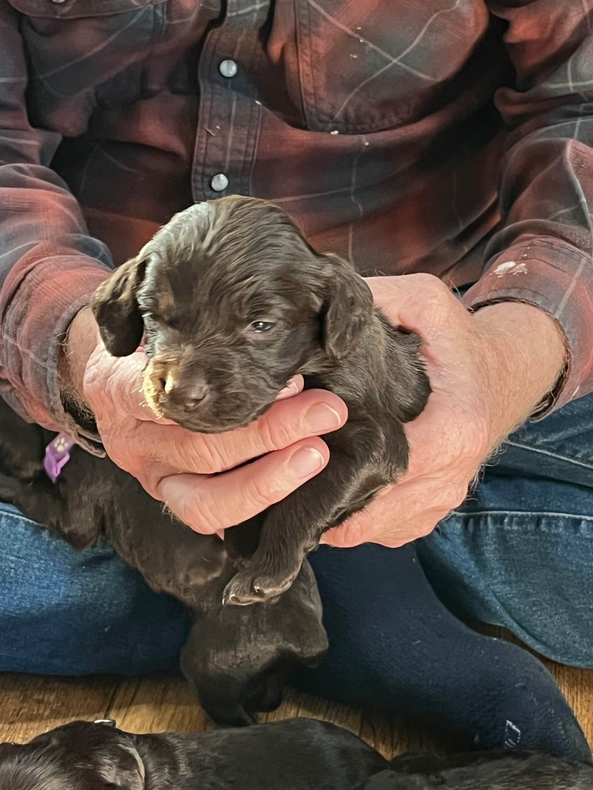 Boykin Spaniel Puppies breeder image 18