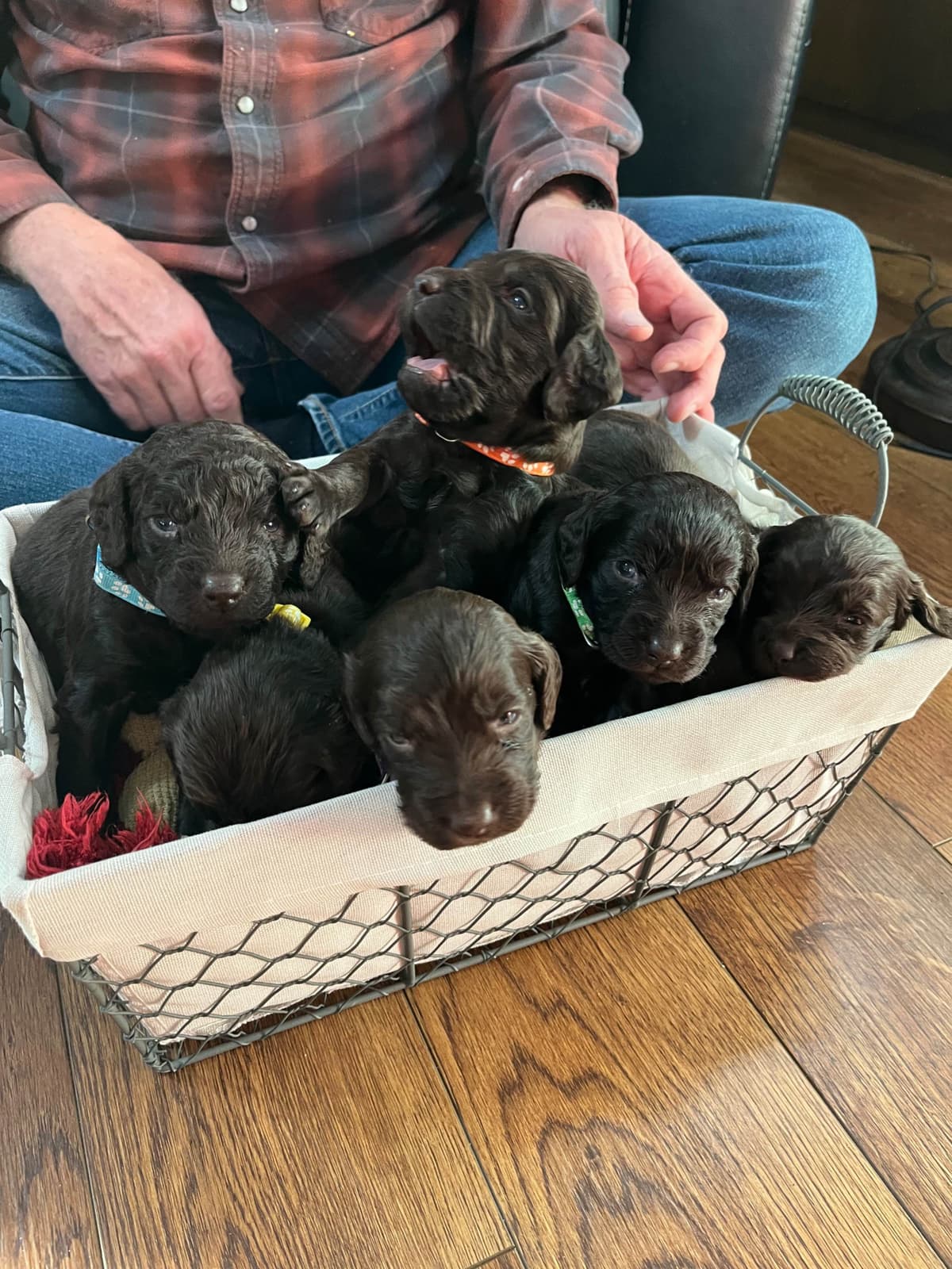 Boykin Spaniel Puppies breeder image 19
