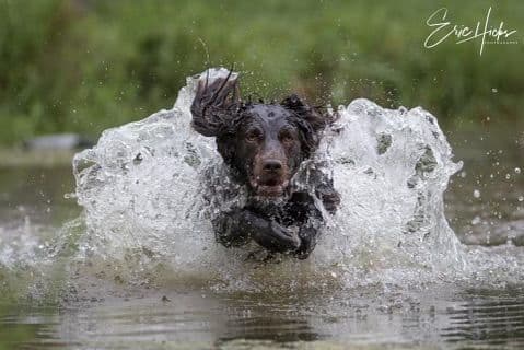 Boykin Spaniel Puppies media 3