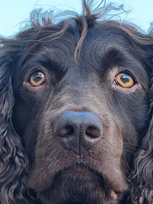 Boykin Spaniel Puppies media 4