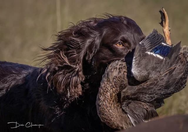 Boykin Spaniel Puppies media 5