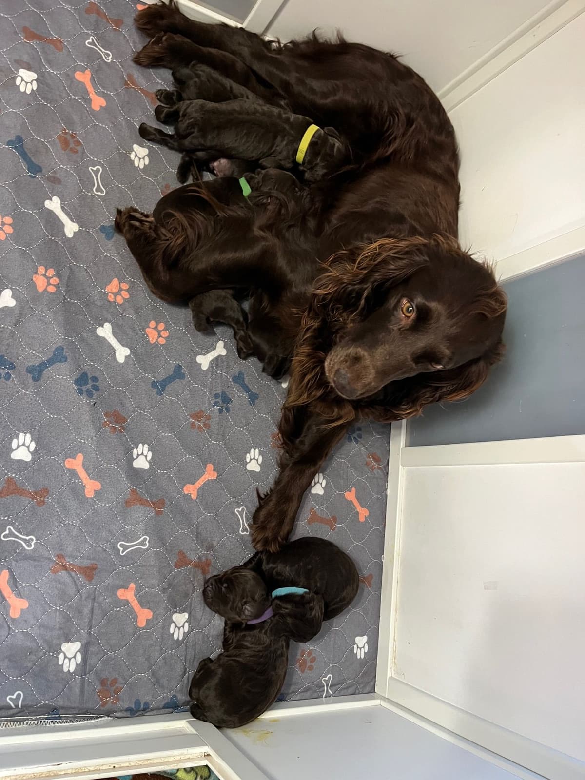 Boykin Spaniel Puppies breeder image 20
