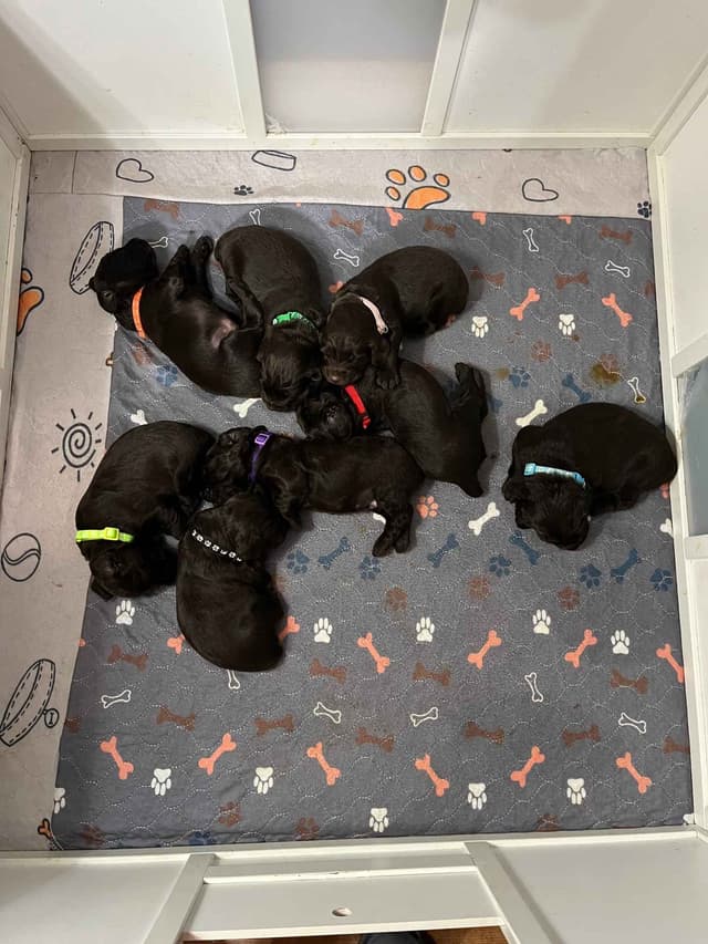 Boykin Spaniel Puppies media 7
