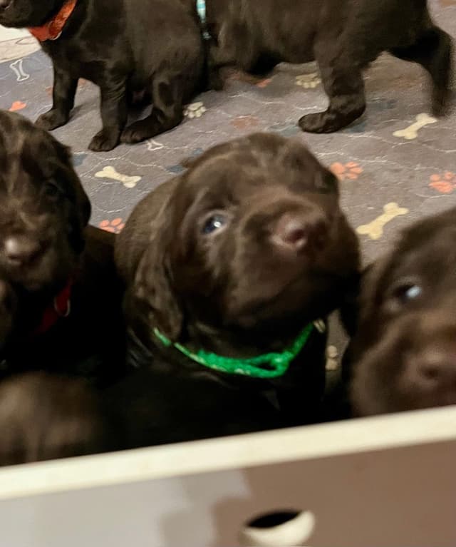 Boykin Spaniel Puppies media 8