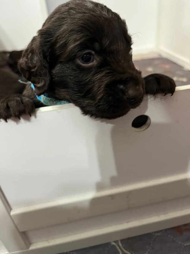 Boykin Spaniel Puppies media 9